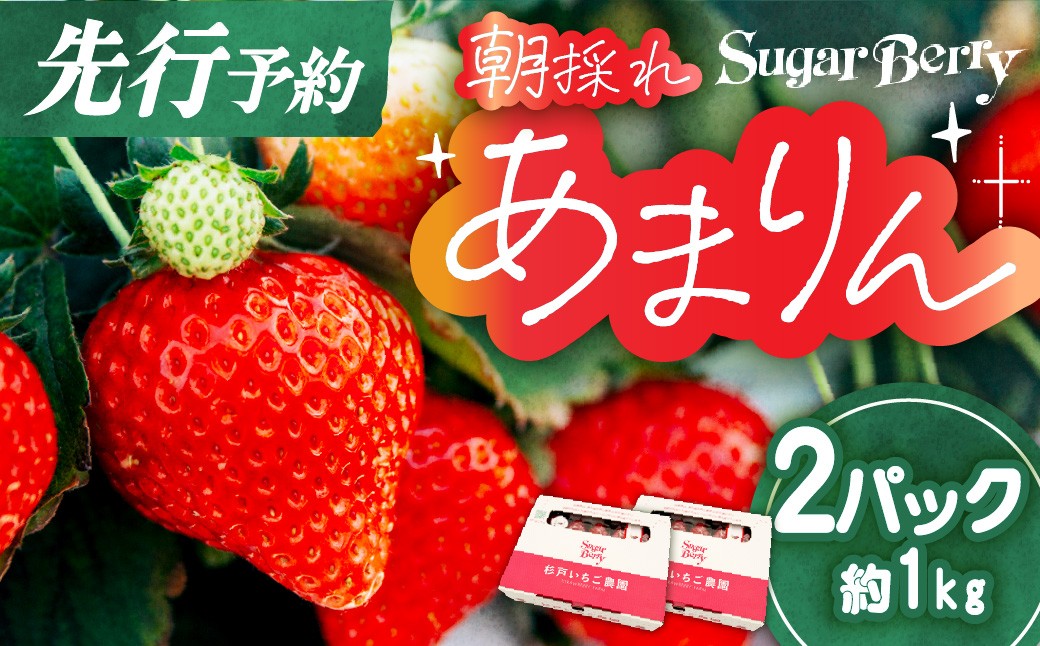 
                  あまりん プレミアムいちご 2パック＜先行予約＞ | あまりん いちご イチゴ 苺 朝採れ 埼玉 オリジナル 品種 糖度 高い 甘い 高級 イチゴ SugarBerry 杉戸いちご農園 埼玉県 杉戸町
                
