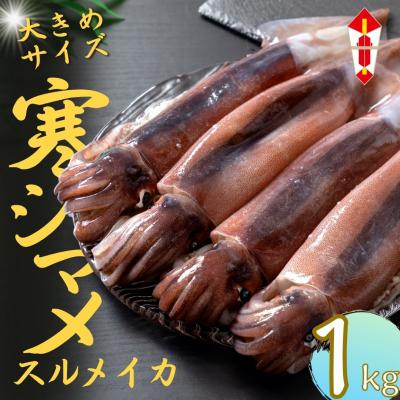 ふるさと納税 海士町 のし付【朝どれ寒シマメ 大サイズ 3〜4杯】1kg〜1.2kg いか イカ スルメイカ 寒シマメ