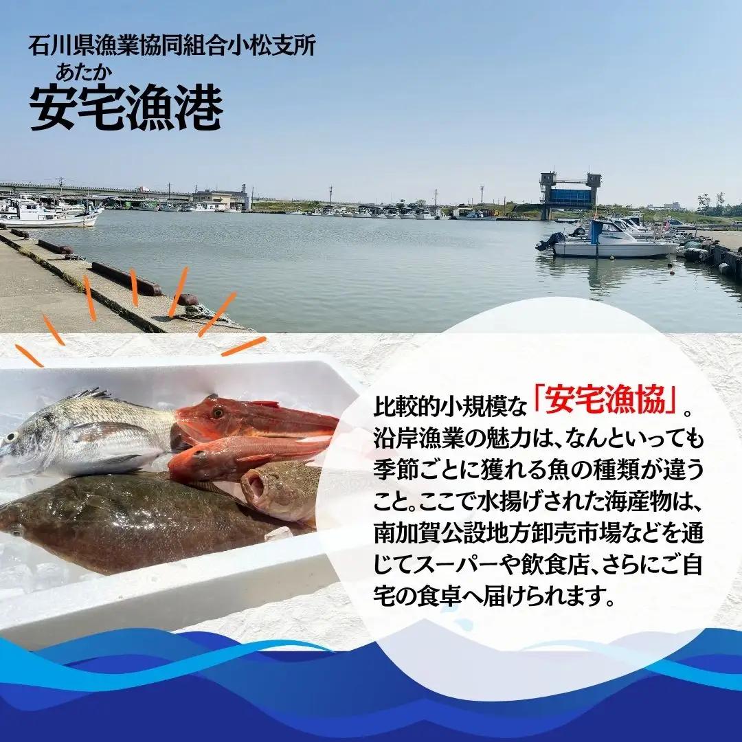 【下処理済み】 旬の鮮魚 詰め合わせ 2kg以上  (3～5種)  安宅漁港 石川県 小松市