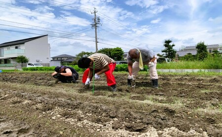 【全4回 2月・5月・8月・11月】 季節の野菜 詰め合わせ 定期便 「ノウフク・プロジェクト」【就労支援】
