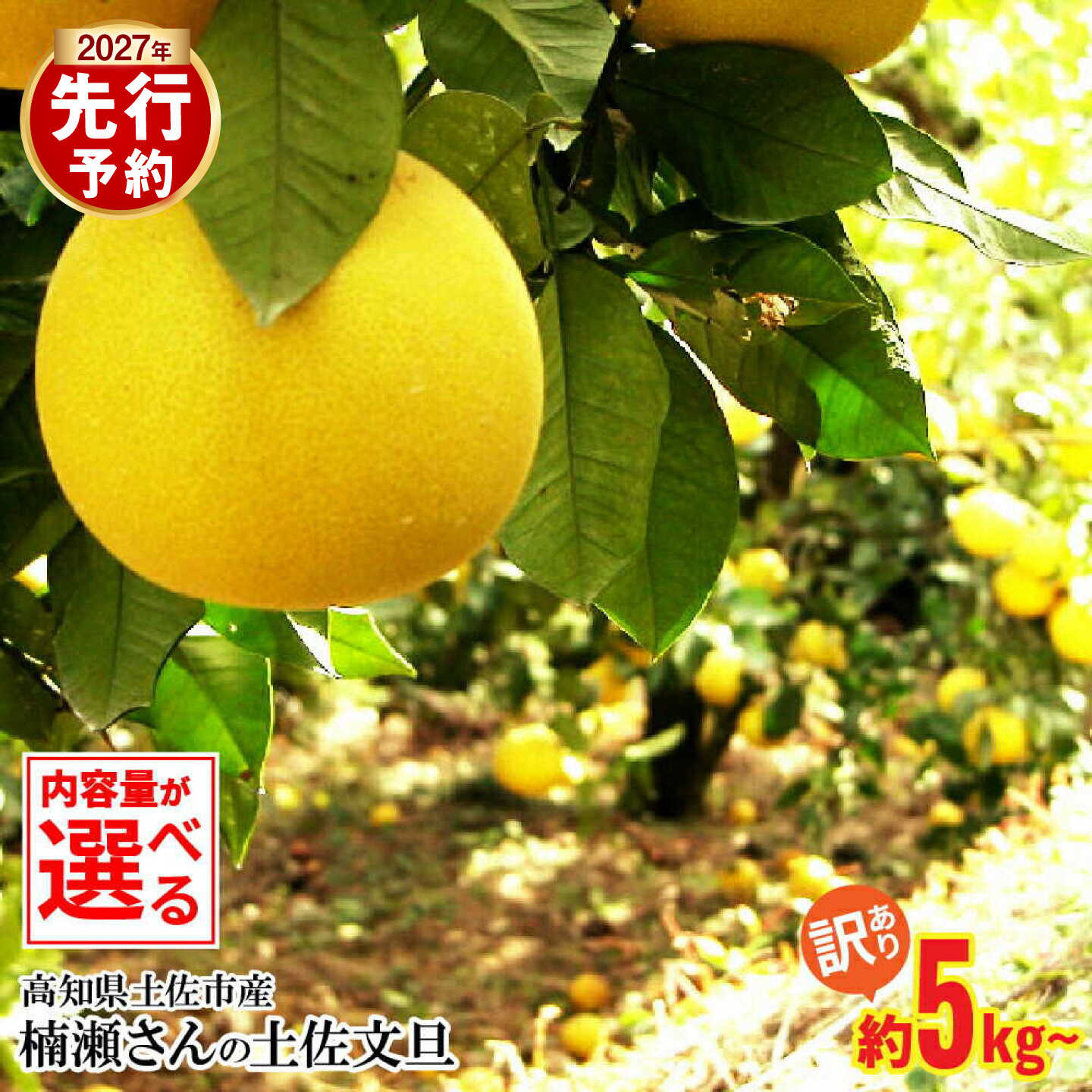 【ふるさと納税】【先行予約】【選べる内容量】楠瀬さんの土佐文旦 訳あり 約5kg 約10kg L〜4L〈2027年2月15日〜2027年4月5日発送〉 ぶんたん ブンタン フルーツ 柑橘 みかん 果物 くだもの 柑橘類 デザート おやつ 甘い わけあり ご自宅用【まる庄果樹園】[BQAF013]