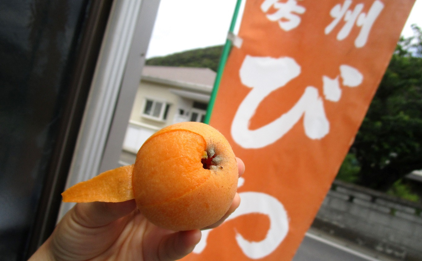 九州地方で主に栽培されている「茂木（もぎ）」種と比べ、千葉県のびわは大果系の品種が中心です。