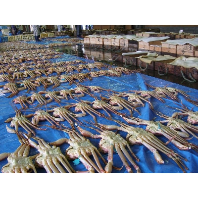 浜坂産タグ付き茹で松葉かに(2～3枚　1.3～1.5kg)【配送不可地域：離島】