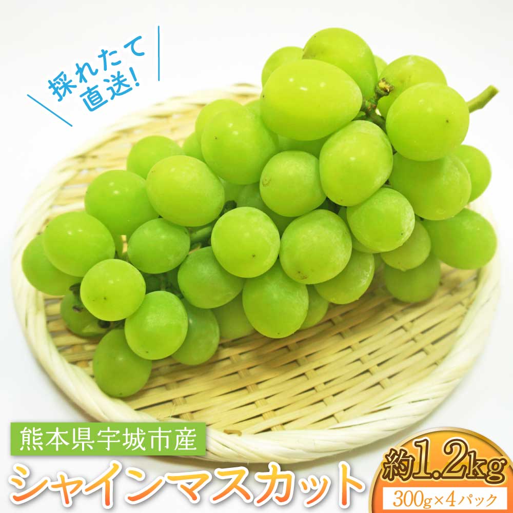 【ふるさと納税】シャインマスカット 約1.2kg 約300g×4パック 採れたて直送！熊本県 宇城市産 シャインマスカット ぶどう 葡萄 国産 九州 熊本県 宇城市 送料無料【2026年7月中旬〜8月中旬頃順次発送予定】