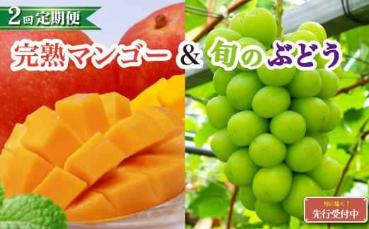 
            【先行予約/全2回・フルーツ定期便】小林市産 完熟マンゴー＆旬のぶどう 定期便（フルーツ マンゴー ブドウ シャインマスカット 果物 定期便 2026 宮崎）
          