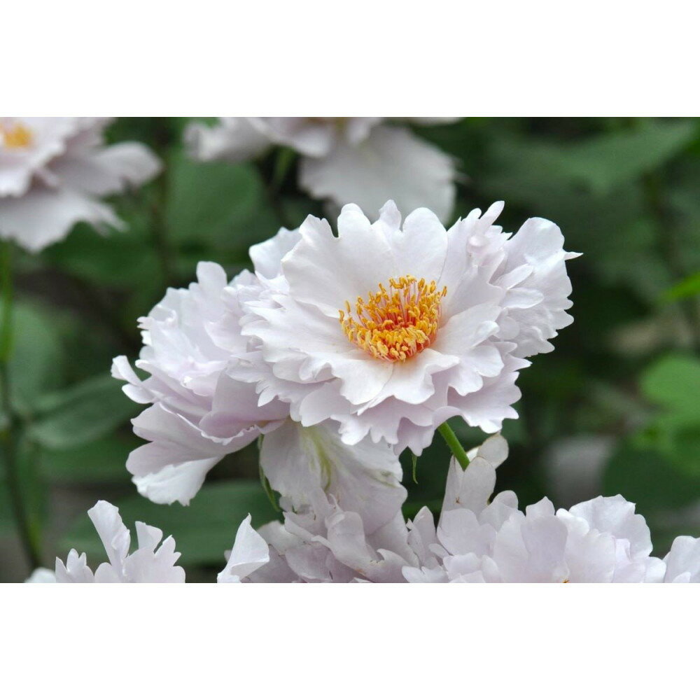 【ふるさと納税】【先行受付】バラ鉢苗　クチュールローズ・チリア【2026年4月下旬より発送】河本バラ園