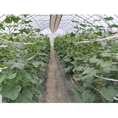 ふるさと納税 近江八幡市 朝採りきゅうり4kg |  | 02