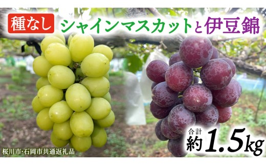 
                  シャインマスカットと伊豆錦（種なし）約1.5kg（計2～3房）ご家庭用 (桜川市・石岡市共通返礼品) 数量限定 ぶどう ブドウ 果物 フルーツ 旬 人気 産直 採れたて 新鮮 国産 産地直送 茨城県 [FB020sa]
                