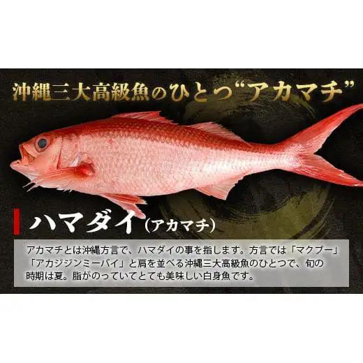 【予約受付】高級ブランド魚 尖閣赤マチ 1尾 約1kg 下処理済　 GK-3