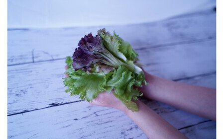 カルシウム&ポリフェノールリッチレタスMix（10袋セット）