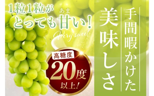 【2026年9月中旬より順次発送】令和7年度 茨城県生産力向上共励会 特別賞受賞！糖度約20～22度！美味しさにこだわったシャインマスカット（約900g）1～2房 化学肥料不使用 農家直送【葡萄 ぶど
