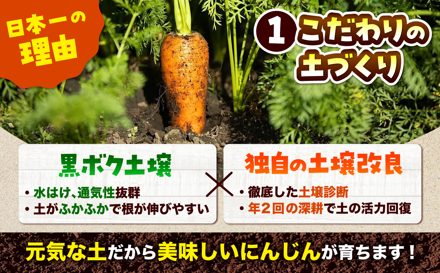 【先行予約】【2026年12月順次発送開始】秋にんじん5kg / にんじん ニンジン 野菜 β-カロテン 食物繊維 抗酸化作用 栄養満点 熊本県産 菊陽町　【株式会社 まゆみ農園】 [BHCW015]