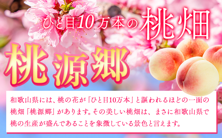 桃 もも 紀の里の桃 約4kg 《2024年6月中旬-8月中旬頃出荷》 和歌山県産 送料無料 12-15玉入り 旬の桃を厳選 あかつき モモ 果物 フルーツ お取り寄せ 予約 和歌山 白鳳 日川白鳳 