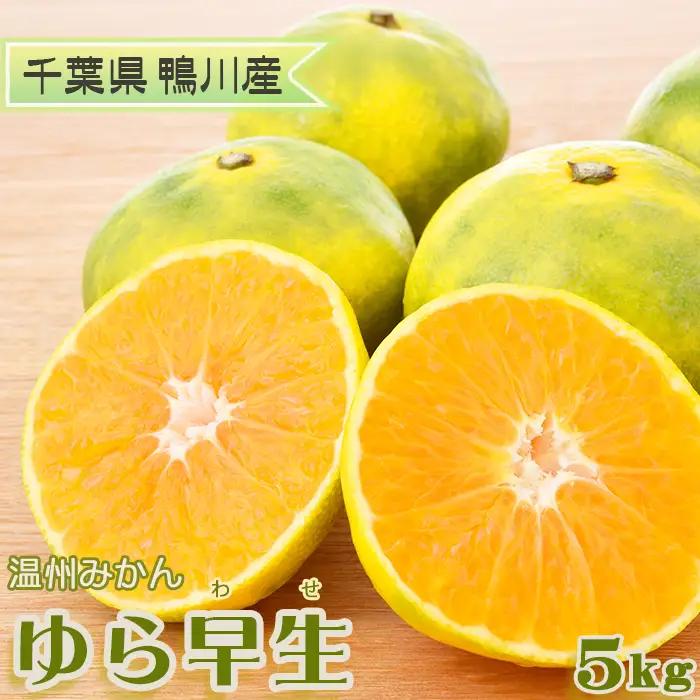 【鴨川の柑橘】じゅわっと甘い 極早生 温州みかん『ゆら早生』５kg 《数量限定》《先行予約》《10月発送》みかん 早生みかん 国産 産地直送 甘い 果汁 薄皮 小粒 濃厚 初物 旬 フルーツ 果物 鴨川 千葉県 鴨川市[古泉農園][0012-0089]