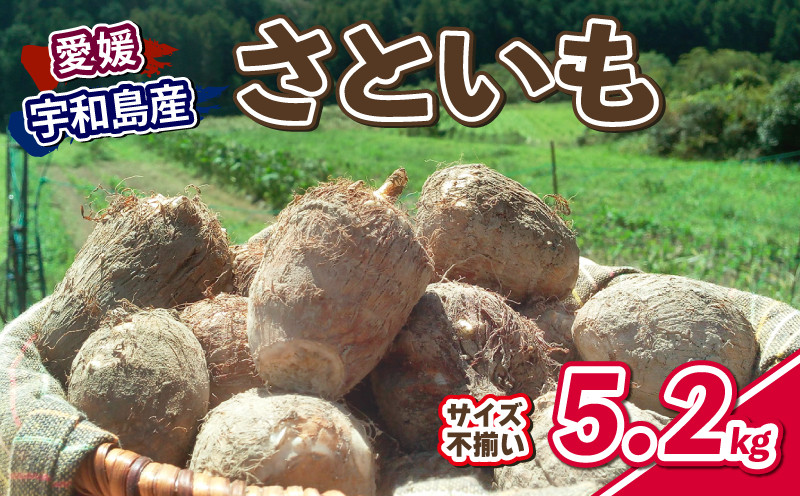 
                  里芋 5.2kg 根菜 さといも サイズ 不揃い 御槇米生産協議会 里いも 愛媛県 オリジナル品種 有機肥料 使用 やさい 芋 いも 煮付け 芋炊き 芋煮 さと芋 ねっとり もちもち やわらか 野菜 農家直送 産地直送 数量限定 国産 愛媛 宇和島 F012-018001
                