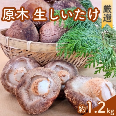 【厳選】肉厚!原木生しいたけ　手間と時間をかけた特選品　1.2kg【配送不可地域：離島】【1652003】
