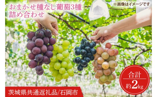 
                  【2026年9月より順次発送】おまかせ 種なし葡萄 3種 詰め合わせ 約2kg【茨城県共通返礼品/石岡市】【葡萄 ぶどう フルーツ 果物 くだもの 水戸市 茨城県】(IT-20)
                