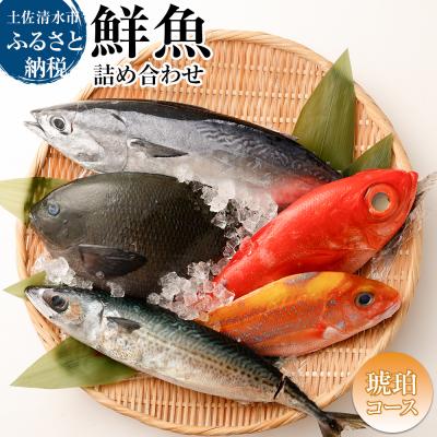 ふるさと納税 土佐清水市 おまかせ!季節の鮮魚 お楽しみセット(琥珀コース)食べ比べ 天然魚 魚介 海鮮【R01096】