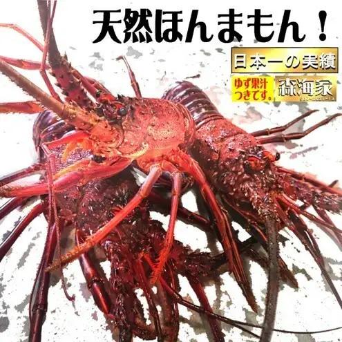 S37-D 伊勢海老＜1000～1100gランダム＞【株式会社森海家】