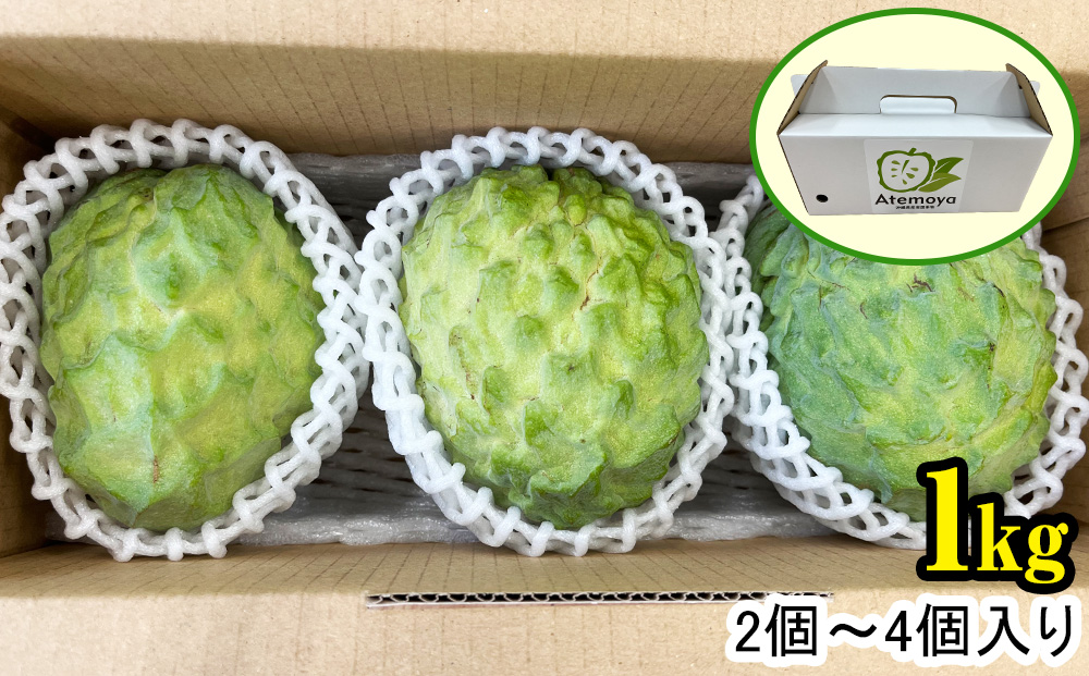 【2026年12月中旬から順次発送】アテモヤ 1kg “森のアイスクリーム”とも呼ばれる希少なフルーツ