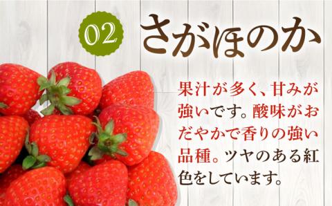 【全3回定期便】《2月3月4月お届け》壱岐島産いちご1kg （250g×4パック）恋みのり・さがほのかミックス [JEM002]