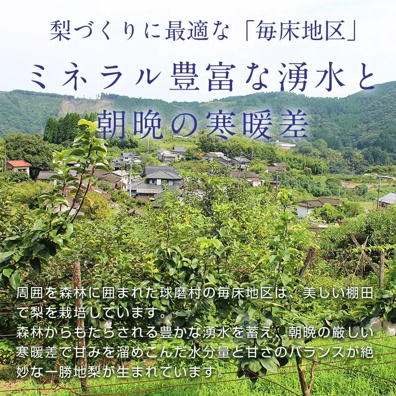 FKP9-723 【訳あり】マンゴー梨（王秋梨） 約4kg なし ナシ 梨 デザート フルーツ 果物 くだもの 果実 食品