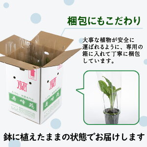 ＜数量限定＞寿峰苑特選えびね蘭(Cコース)店主のおすすめのえびね蘭の苗を4〜5本お届けいたします！【寿峰苑】【00-145-03】