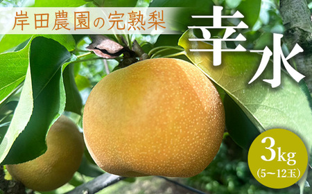 【先行予約】岸田農園の完熟梨 幸水【3kg,5-12玉入り】 | 梨 なし 果物 フルーツ 完熟 ジューシー 秋 旬 産地直送 期間限定 季節限定 季節商品 送料無料 国産 栃木県 芳賀町 ※2025年8月上旬～8月下旬頃に順次発送予定