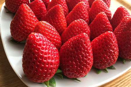 【先行予約】いちご 新ブランド 【いちごさん】 240ｇ×4パック 計960g  【2024年1月上旬～3月発送】 JA直送 鮮度抜群 佐賀県 鹿島市 B-291