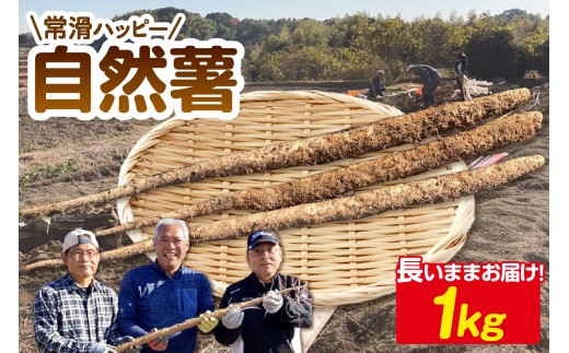 常滑ハッピー自然薯　約1kg｜自然薯 芋 山芋 長芋 とろろ 滋養強壮 野菜 健康 産地直送 お取り寄せ 愛知県 常滑市