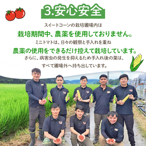 【定期便2回】ミニトマト 約1.5kg ＆ スイートコーン 10本