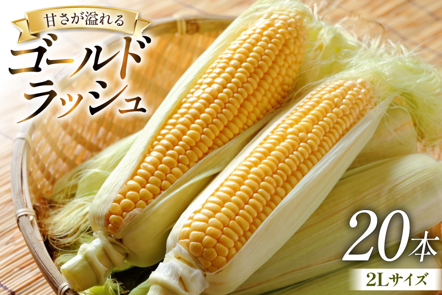 
            【期間限定発送】 とうもろこし ゴールドラッシュ 20本入り 2Lサイズ 山梨県中央市産 [アクロプラス 山梨県 中央市 21471051] トウモロコシ スイートコーン 甘い コーン 野菜
          