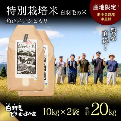 ふるさと納税 十日町市 令和7年産　農家直送!魚沼産こしひかり　特別栽培米「白羽毛の米」精米10kg×2袋