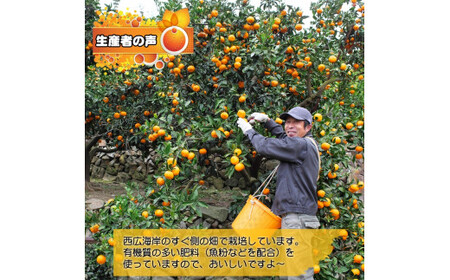 【11月発送】【ご家庭用】濃厚 有田みかん 5kg 大好きみかん (サイズ混合)【産地直送】ミカン 蜜柑 柑橘類 果物 くだもの フルーツ 送料無料 国産 和歌山県広川町 ※2024年11月中旬より順