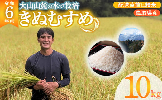 数量限定 令和6年産 きぬむすめ 10kg 令和6年産米 精米 お米 米 こめ コメ 白米 ごはん ご飯 ゴハン ブランド米 鳥取県 倉吉市