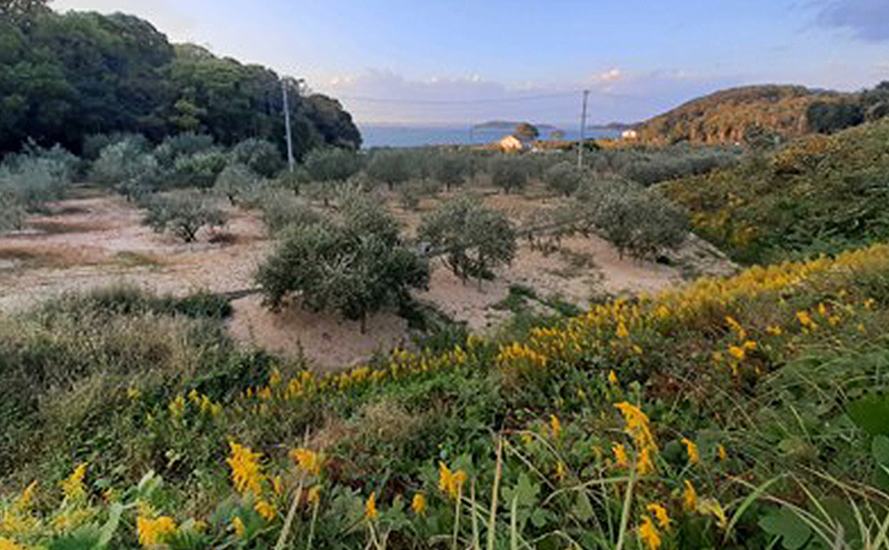 オリーブオイル 小豆島の恵み 100％小豆島産 手摘み エキストラバージンオリーブオイル 85g×2本セット