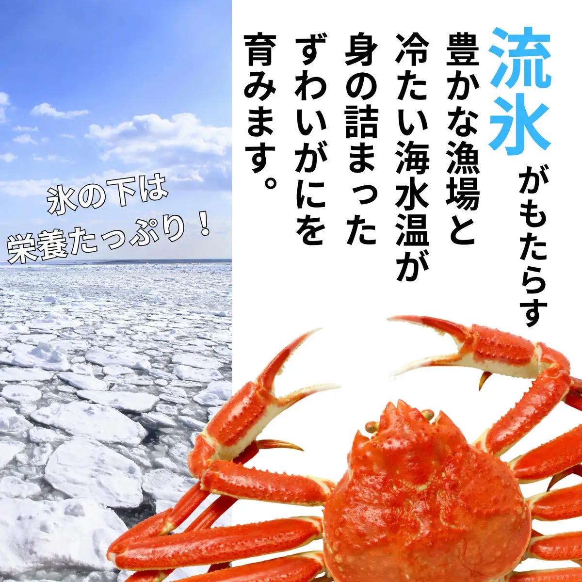 35-58 本ずわいがに姿 2尾 計 約1.6kg 
