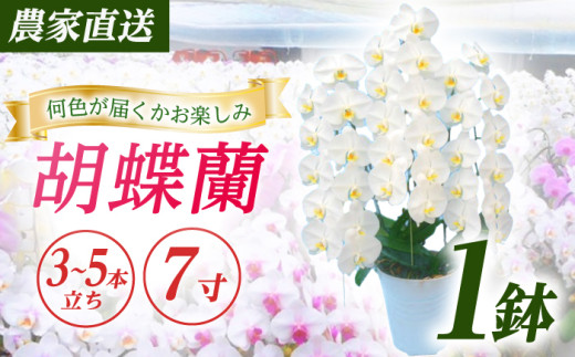 【3〜5本立ち7寸】生産農家直送！胡蝶蘭 1鉢【足柄金太郎洋蘭園】開成町 洋蘭 蘭 お花 生花 鉢花 鉢 [BDAB009]