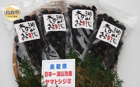 鳥取市湖山池の大しじみ（冷凍・砂抜き）_T2600087
