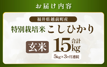 【期間限定】 定期便 ≪3ヶ月連続お届け≫【令和7年産 】特別栽培米コシヒカリ5kg × 3回（合計15kg）【玄米】 無農薬米 福井県認証区分1取得 越前町【5キロ お米 コメ 農薬化学肥料不使用 