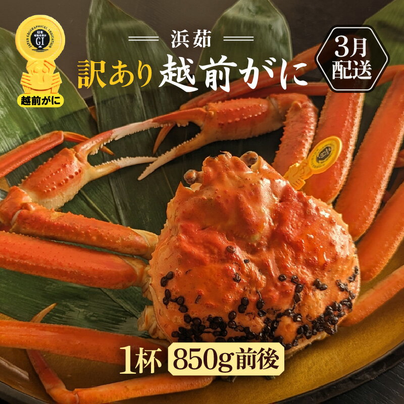 【ふるさと納税】【訳あり】≪浜茹で≫越前がに 1杯（生で1杯850g前後）大人約2人前 食べ応え充分【規格外 雄 ズワイガニ かに カニ 蟹 越前ガニ 姿 ボイル 冷蔵 福井県】【3月発送分】希望日指定可 備考欄に希望日をご記入ください [e65-x002_03]