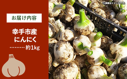 【きあり農園】2026年度 幸手市産 にんにく 1kg - 採れたて ニンニク ガーリック 産地直送 野菜 ベジタブル 美味しい おいしい 根菜 スタミナ 大蒜 生にんにく 国産 おすすめ 送料無料 