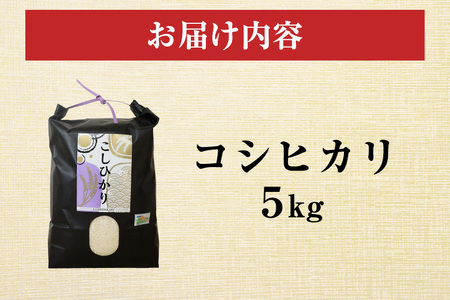 令和7年度産 笠間 塙商店の コシヒカリ 5kg 米 新米 精米 ブランド米 お米 白米 国産 おにぎり 弁当 R7年産 ごはん おいしい 旨い ふっくら お米 茨城県 笠間市 いばらき ID-018