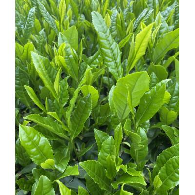 ふるさと納税 大台町 こしひかり精米(真空パック)5kgと奥伊勢茶ティーバック(急須用1袋、マグカップ用1袋)のセット |  | 02