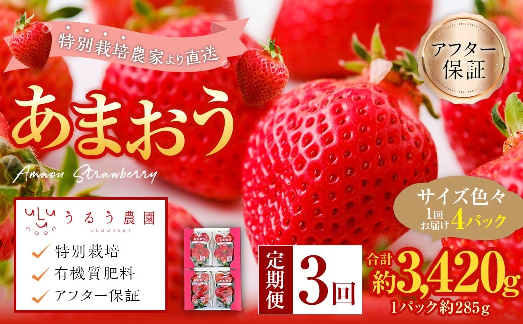 
            【3回定期便】 うるう農園のあまおう サイズ色々4パック （計約1140g） 【2026年2月上旬～4月下旬発送予定】 あまおう いちご 苺 果物 フルーツ 定期便 冷蔵 福岡県 太宰府
          