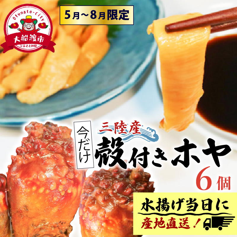 【先行予約】 殻付きホヤ6個 期間限定 ほや ホヤ Hoya 串焼き フライ ごはん 夕飯 おかず おつまみ 晩酌 海産物 海鮮 魚介 魚介類 大船渡 三陸 岩手県 国産