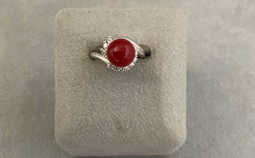 さんごの吉良：珊瑚リング18