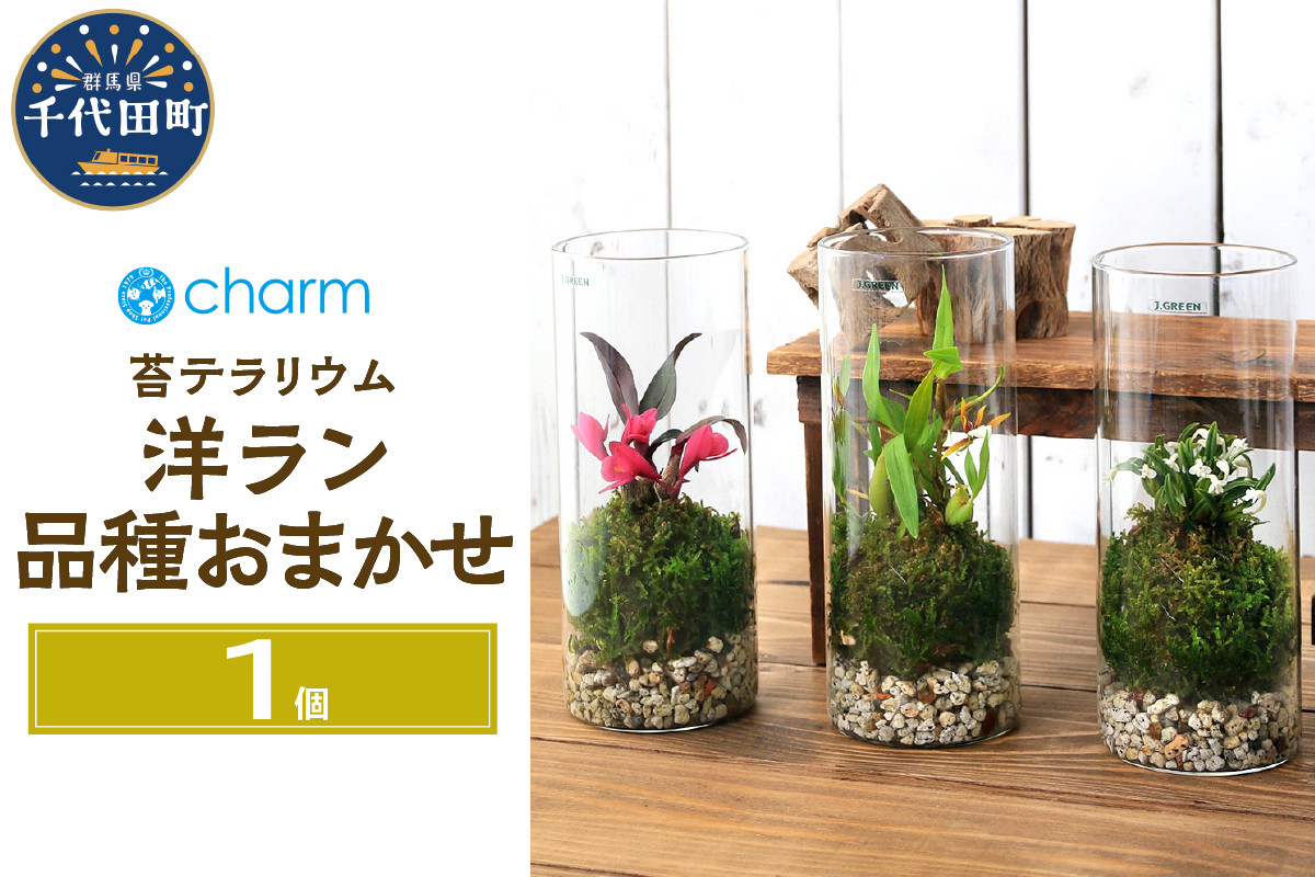 
苔テラリウム 洋ラン 品種おまかせ 円柱ボトルＳサイズ 蓋付（１個） 群馬県千代田町 インテリア ナチュラル かわいい 癒し 植物 リラクゼーション 室内栽培 プレゼント ギフト 贈答用 送料無料 趣味 人気 オススメ 初心者 玄関 リビング キッチン 株式会社チャーム
