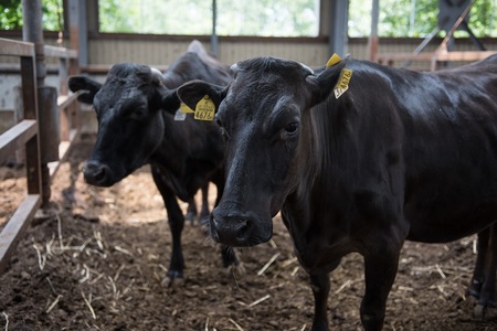 ファームズ千代田　「びえい和牛」リブロース900g[072-07]