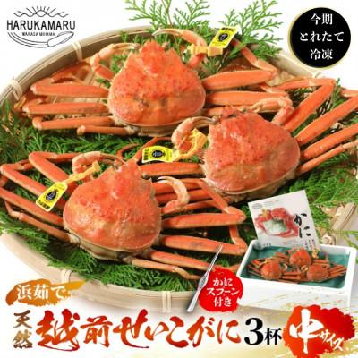 ふるさと納税 美浜町 今期とれたて茹でたてを瞬間冷凍!はるか丸が厳選【越前タグ付きセイコガニ3杯】